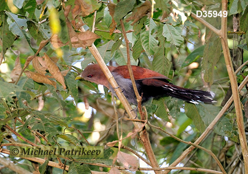 Squirrel Cuckoo (Piaya cayana)